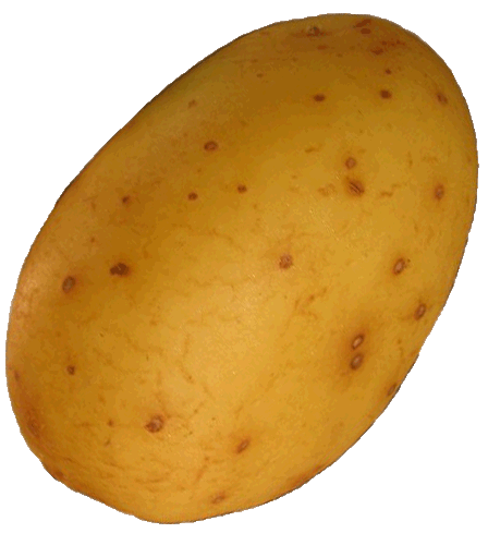 zetmeel lijm van aardappelen